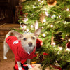 Dog Hoodies - please see reference photos