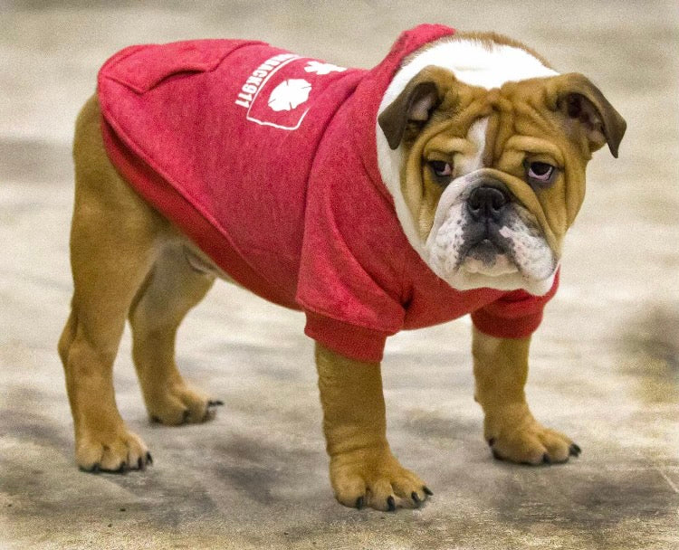 Dog Hoodies - please see reference photos