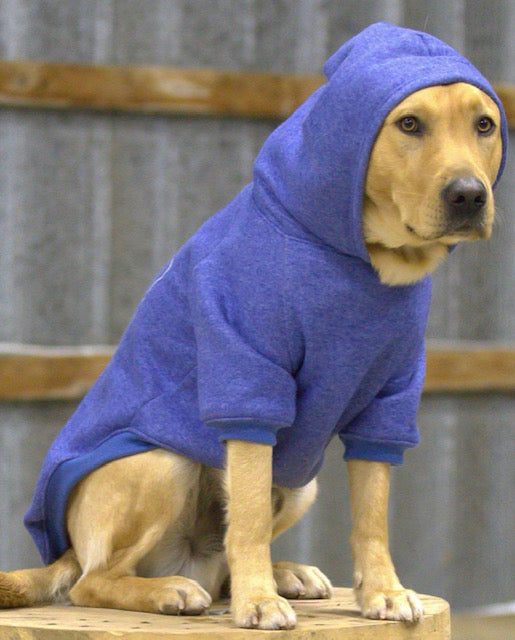Dog Hoodies - please see reference photos
